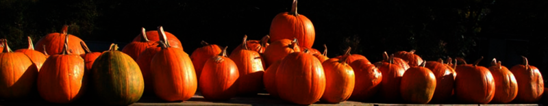 pompoenen kopen halloween noord-holland